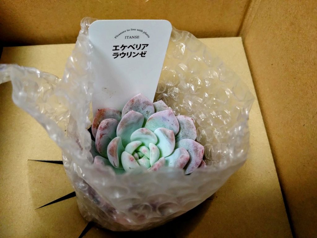 多肉植物の画像